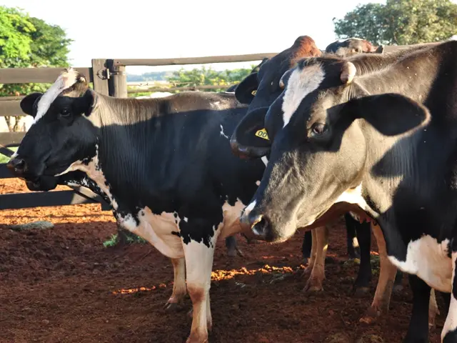 Benefícios do sombreamento e do resfriamento na pecuária leiteira