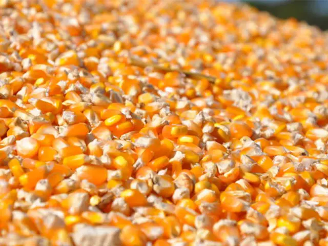 Argentina anuncia retomada parcial de exportações de milho