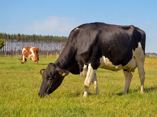 Com aumento das chuvas, produtores rurais devem ficar atentos a casos de leptospirose bovina