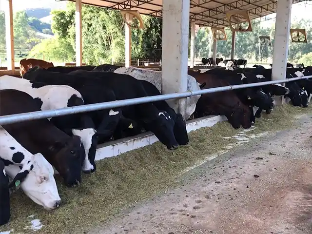 Concentrados são o principal fator de aumento dos custos da pecuária leiteira em 2020