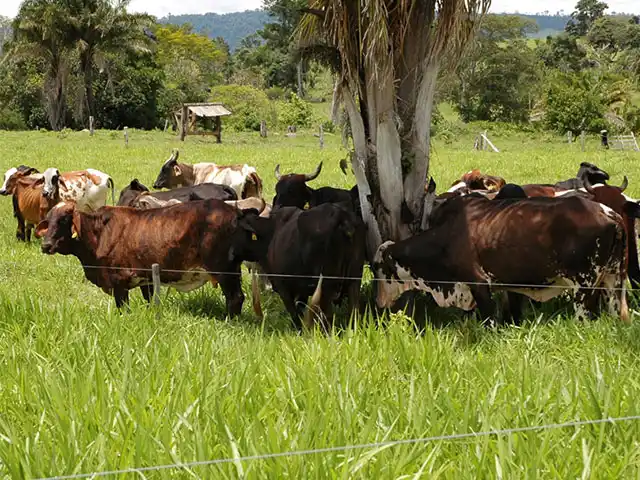 Pesquisadores da EPAMIG comentam a importância da recuperação de pastagens