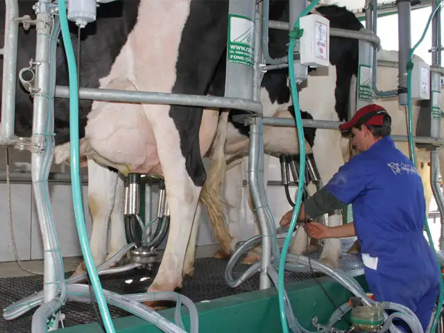Por causa da estiagem produtores de leite do RS ainda sofrem dificuldades