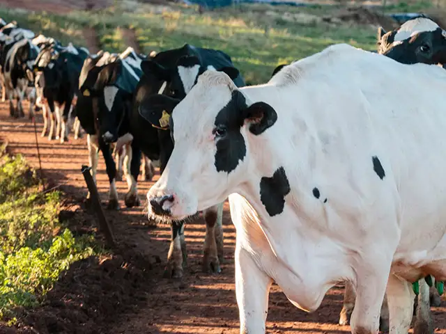 Governo do Canadá continua compensando os produtores de leite