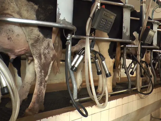 Com o consumo e preço do leite em queda, produtor amarga prejuízo