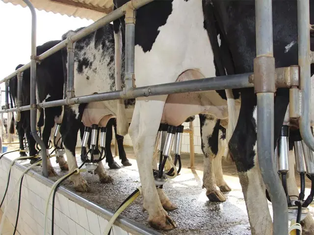 Cotação do leite registra queda de 3,71% no Estado de MG