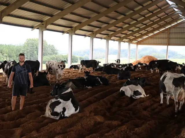 Produtor de leite de Estrela-RS adota sistema de compost barn