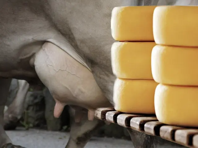 Boas práticas de ordenha para produção de queijos artesanais