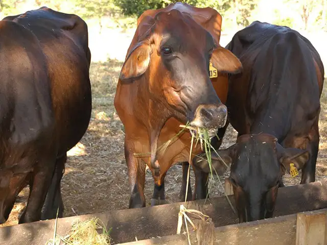 Demanda retraída por lácteos pressiona cotações no campo