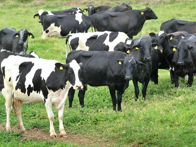 Embrapa aprova projeto de pesquisa de produção de leite orgânico no Brasil