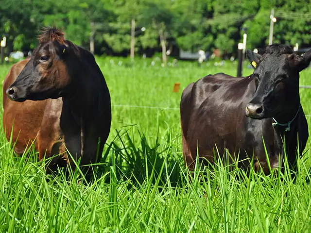 Sustentabilidade e qualidade do leite determinarão o pagamento da Fonterra aos produtores