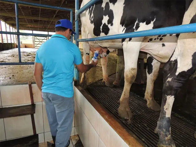 Produtores de leite argentinos recebem 10% a menos que produtor uruguaio