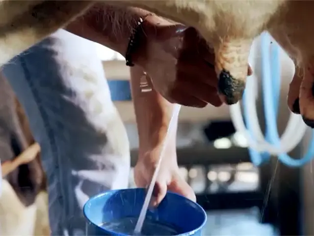 FAESC analisa medidas de apoio ao setor leiteiro