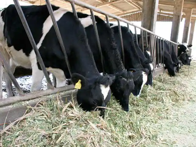 Custo de produção de leite mantêm trajetória de alta nesse início de ano