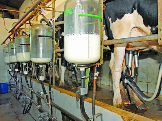Grandes produtores de leite cresceram em 2020