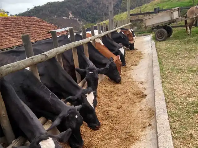 Greve de produtores de leite persiste no oeste de Mato Grosso