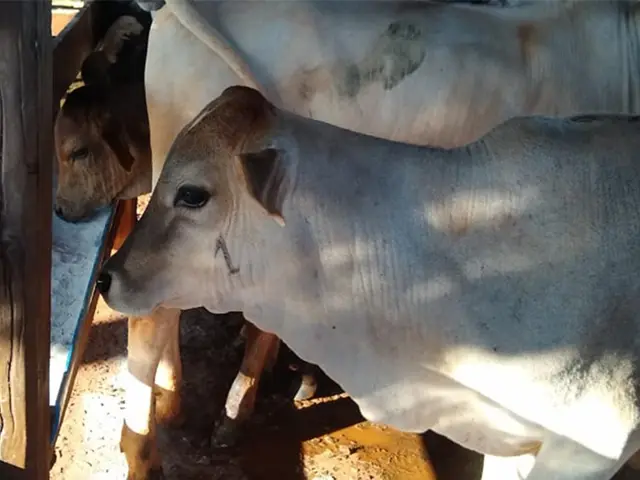 IMA alerta para a vacinação contra a brucelose