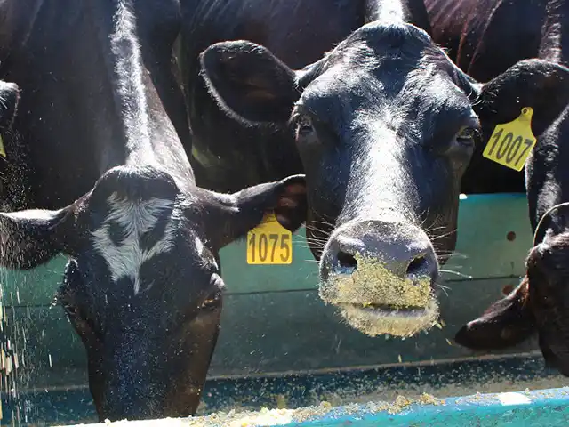 Sindirações prevê aumento de 2,3% da produção de ração em 2021