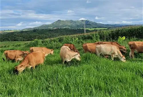 Agrônomo troca cidade pelo campo para produzir leite orgânico em MG