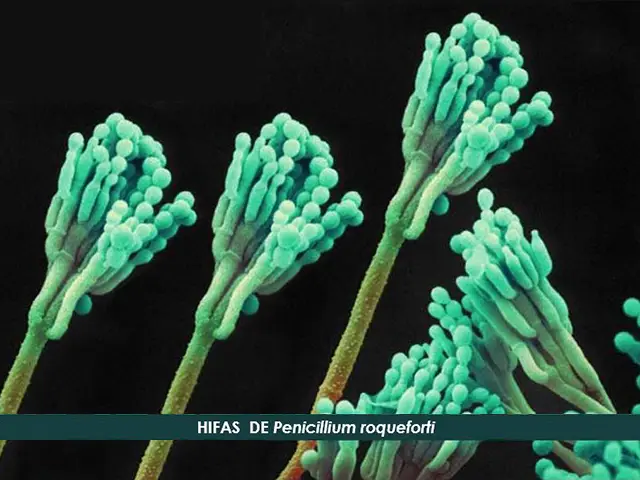 Queijo Azul (Gorgonzola): Causas da mudança de cor do Penicillium roqueforti