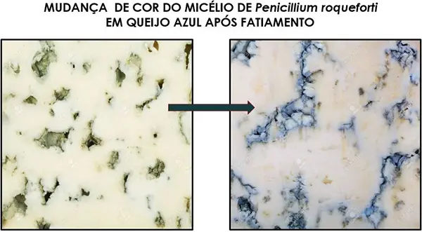 Queijo Azul (Gorgonzola): Causas da mudança de cor do Penicillium roqueforti