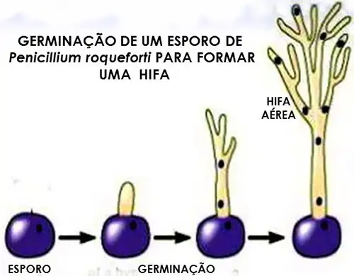 Queijo Azul (Gorgonzola): Causas da mudança de cor do Penicillium roqueforti