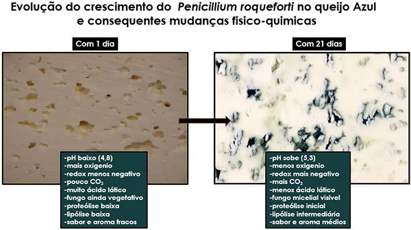 Queijo Azul (Gorgonzola): Causas da mudança de cor do Penicillium roqueforti