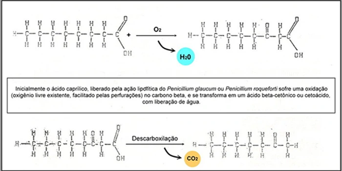 Queijo Azul (Gorgonzola): Causas da mudança de cor do Penicillium roqueforti