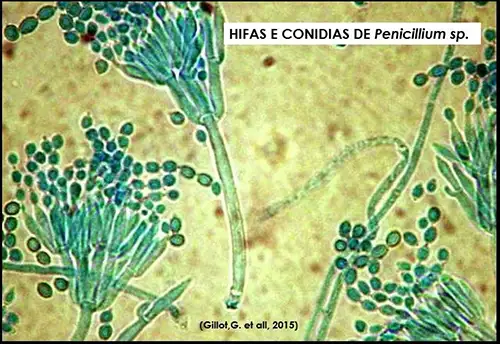 Queijo Azul (Gorgonzola): Causas da mudança de cor do Penicillium roqueforti