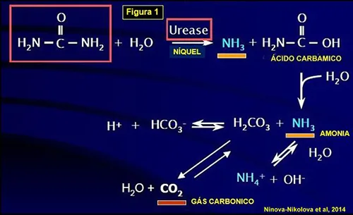 Produção de gás por Streptococcus thermophilus em Mussarela