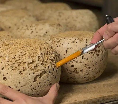 O queijo Mimolette: obra de arte, esculpida por bactérias, fungos e ácaros