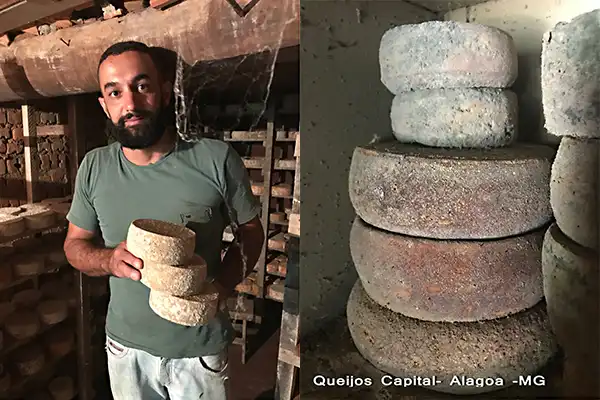 O queijo Mimolette: obra de arte, esculpida por bactérias, fungos e ácaros