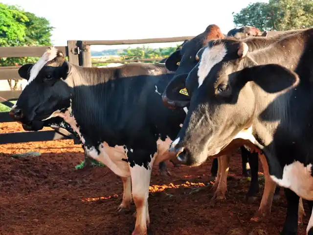 Tocantins se prepara para vacinação do rebanho contra febre aftosa