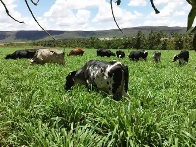 Convênio da Emater com Ministério da Agricultura garante resultados positivos para a pecuária leiteira no Noroeste de Minas