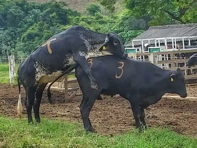 Medição do consumo de vacas permite identificar o cio com até seis horas de antecedência