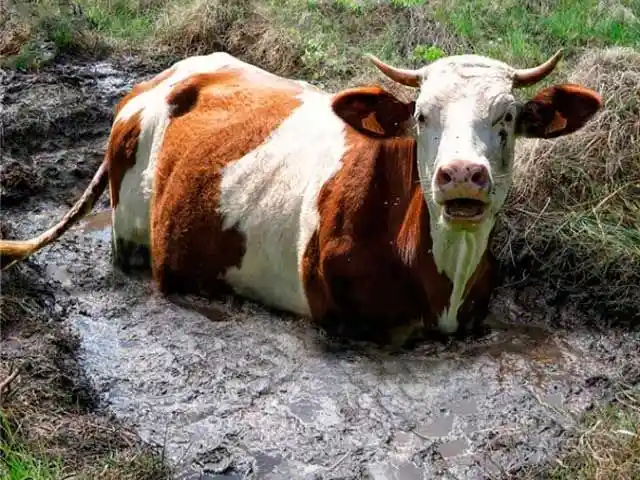 Não deixe a vaca ir pro brejo!