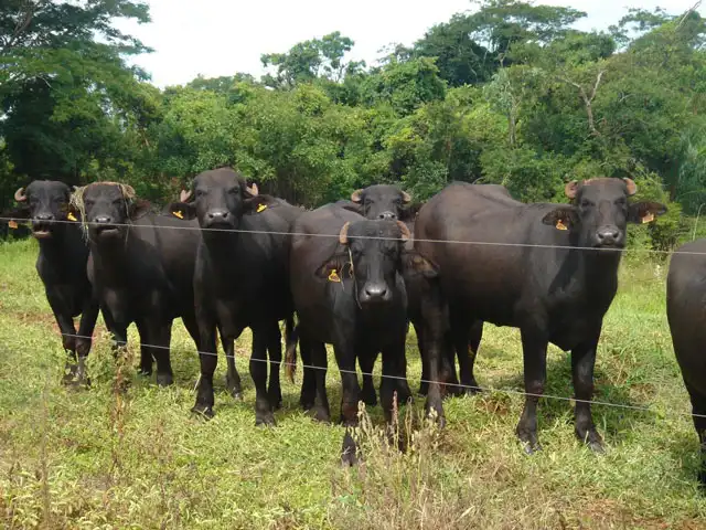 Biotecnologias produtivas e reprodutivas do Instituto de Zootecnia colaboram na bubalinocultura brasileira