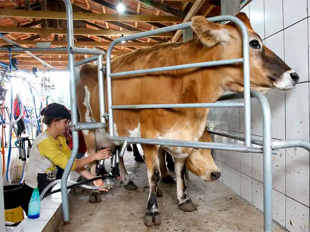 Preço do leite pago ao produtor recua 2,04% em MG