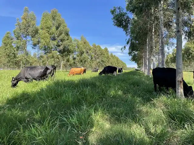 Embrapa aposta na descarbonização da produção de leite