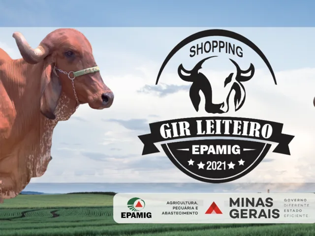 EPAMIG realiza 5º Shopping Gir Leiteiro com mais de 70 lotes para leilão