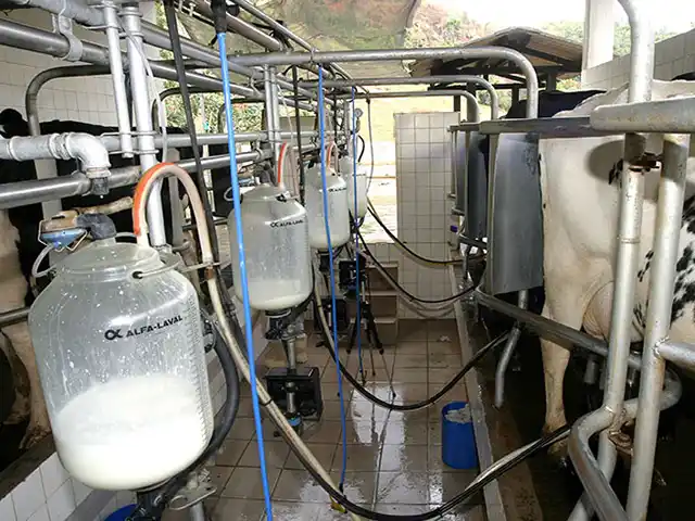 Paraná produz 4,3 bilhões de litros de leite por ano