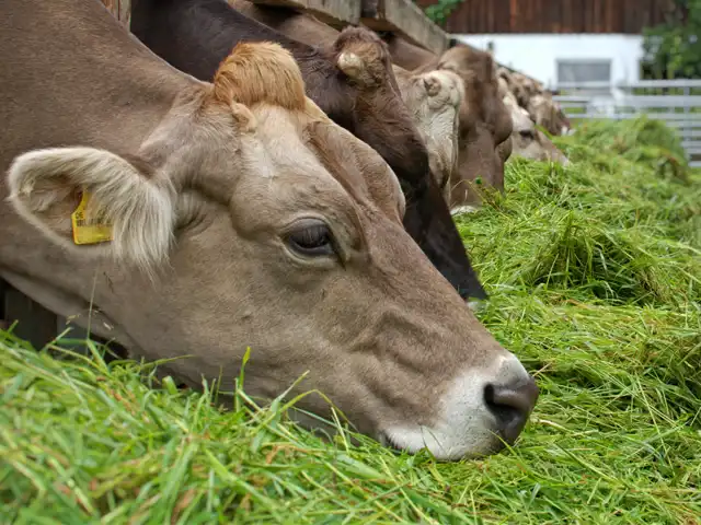 Técnicos da Secretaria de Agricultura de SP orientam como suplementar a alimentação do gado durante a estiagem