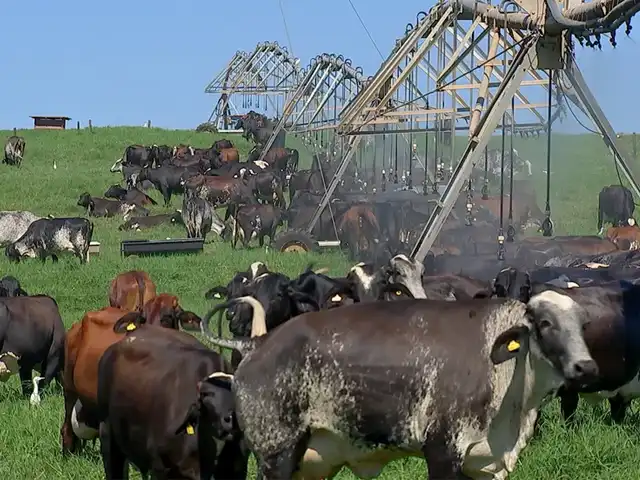 Fazenda realiza fertilização in vitro em vacas para reprodução