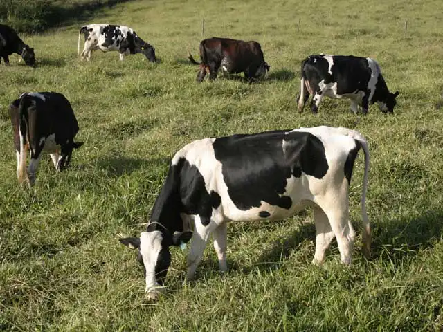 Produtores de leite de Rondônia são beneficiados com entrega de calcário