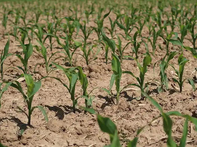 Emater-MG alerta que chuvas irregulares podem afetar a segunda safra de milho