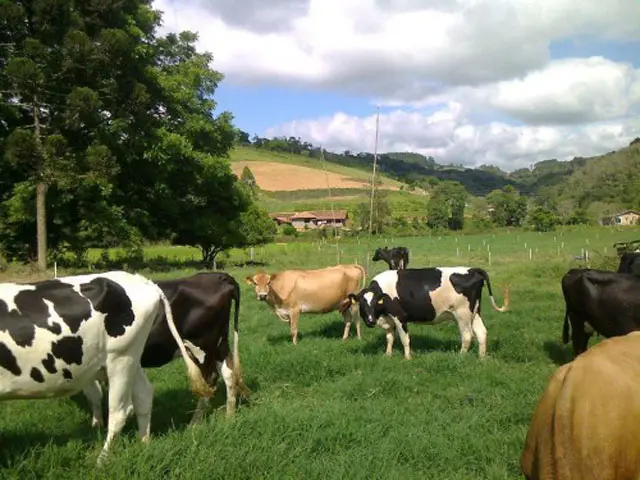 Produção de leite continua crescendo apesar da piora na rentabilidade do produtor