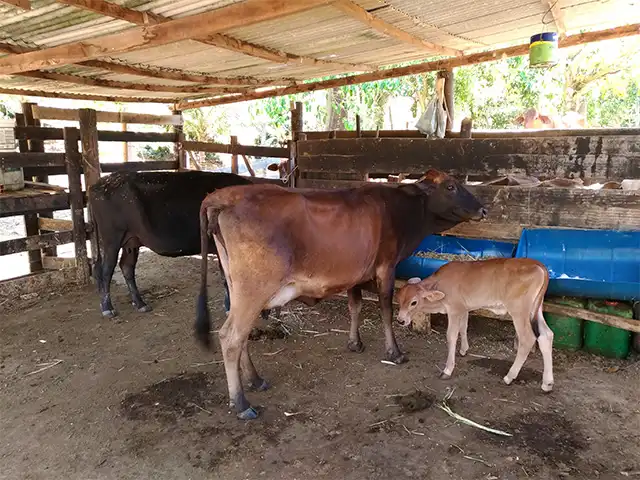 Custo de produção de leite continua em alta