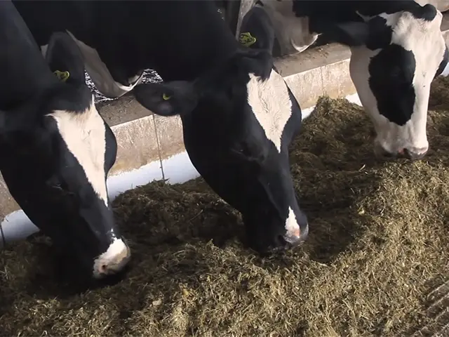 Seca e custos de produção em alta impulsionam preços do leite no campo