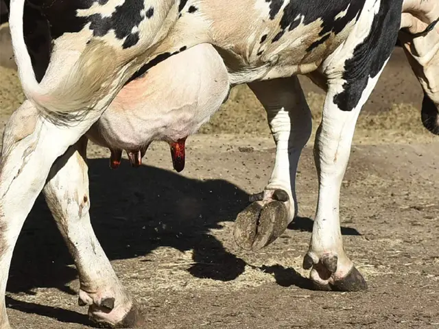 Produtores de leite de PE enfrentam dificuldades em meio à pandemia