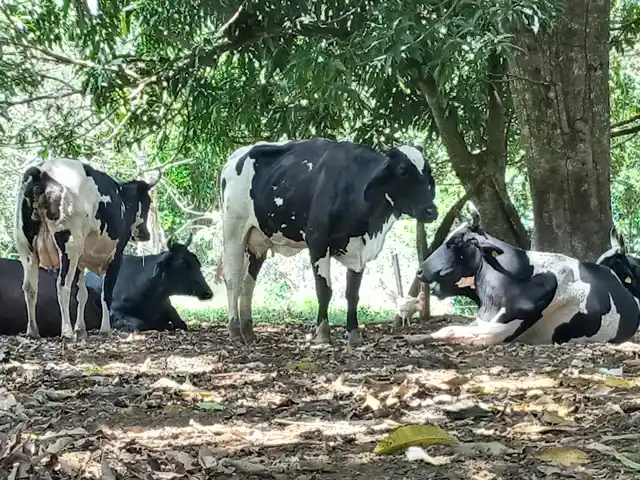Balde Cheio promove intercâmbio de produtores no Tocantins