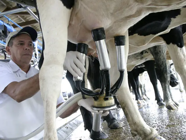 Novas oportunidades e indicadores agregam valor à pecuária leiteira